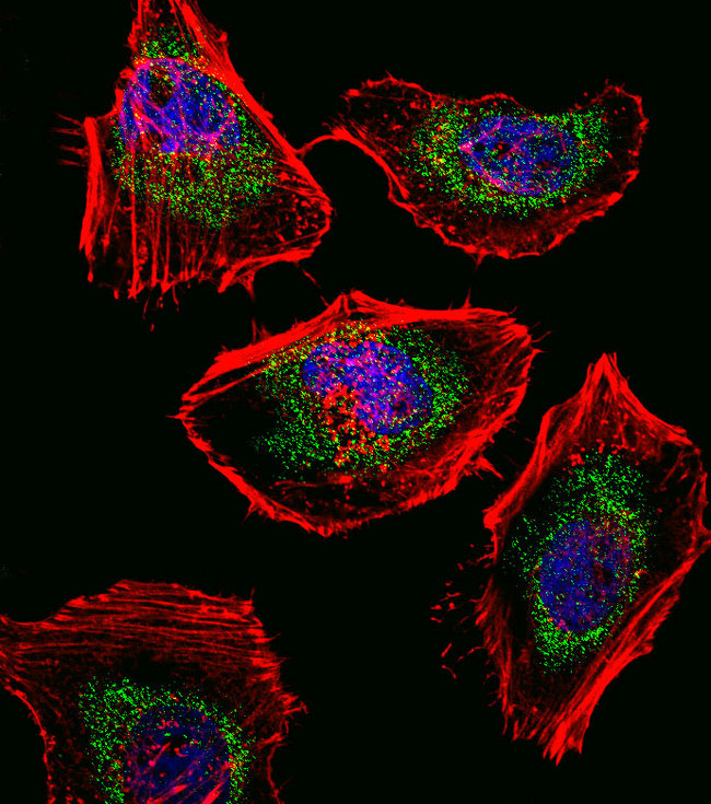 SOX4 Antibody - Fluorescent confocal image of HeLa cell stained with SOX4 Antibody. HeLa cells were fixed with 4% PFA (20 min), permeabilized with Triton X-100 (0.1%, 10 min), then incubated with SOX4 primary antibody (1:25, 1 h at 37°C). For secondary antibody, Alexa Fluor 488 conjugated donkey anti-rabbit antibody (green) was used (1:400, 50 min at 37°C). Cytoplasmic actin was counterstained with Alexa Fluor 555 (red) conjugated Phalloidin (7units/ml, 1 h at 37°C). Nuclei were counterstained with DAPI (blue) (10 ug/ml, 10 min). SOX4 immunoreactivity is localized to Mitochondria significantly and Nucleus weakly.
