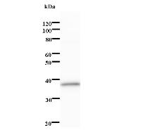 SOX4 Antibody - Western blot analysis of immunized recombinant protein, using anti-SOX4 monoclonal antibody.