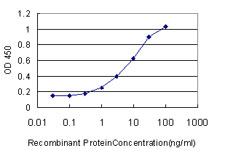 SOX4 Antibody - Detection limit for recombinant GST tagged SOX4 is approximately 0.3 ng/ml as a capture antibody.