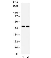 SOX4 Antibody