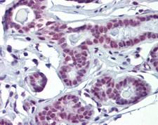 SOX4 Antibody - SOX4 antibody Immunohistochemistry of Human Testis.  This image was taken for the unconjugated form of this product. Other forms have not been tested.