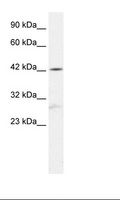 SOX5 Antibody - HepG2 Cell Lysate.  This image was taken for the unconjugated form of this product. Other forms have not been tested.
