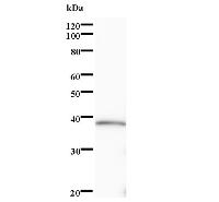 SOX5 Antibody - Western blot analysis of immunized recombinant protein, using anti-SOX5 monoclonal antibody.