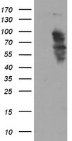 SOX5 Antibody - HEK293T cells were transfected with the pCMV6-ENTRY control (Left lane) or pCMV6-ENTRY SOX5 (Right lane) cDNA for 48 hrs and lysed. Equivalent amounts of cell lysates (5 ug per lane) were separated by SDS-PAGE and immunoblotted with anti-SOX5.
