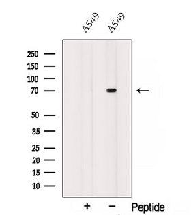 SOX5 Antibody - Western blot analysis of extracts of 3T3 cells using SOX5 antibody. The lane on the left was treated with blocking peptide.