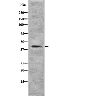 SOX7 Antibody - Western blot analysis SOX7 using HepG2 whole cells lysates