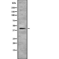 SOX7 Antibody - Western blot analysis SOX7 using HepG2 whole cells lysates