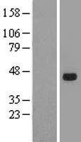 SOX7 Protein - Western validation with an anti-DDK antibody * L: Control HEK293 lysate R: Over-expression lysate