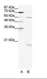 SOX9 Antibody - A: Marker, B: HepG2 Cell Lysate.  This image was taken for the unconjugated form of this product. Other forms have not been tested.