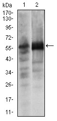 SOX9 Antibody - Western blot using SOX9 mouse monoclonal antibody against Lovo (1) and SW620 (2) cell lysate.