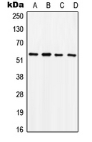 SOX9 Antibody - Western blot analysis of SOX9 (pS181) expression in HeLa PMA-treated (A); SW480 (B); mouse brain (C); rat liver (D) whole cell lysates.