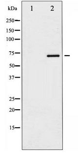 SOX9 Antibody - Western blot of SOX-9 phosphorylation expression in NIH-3T3 whole cell lysates,The lane on the left is treated with the antigen-specific peptide.