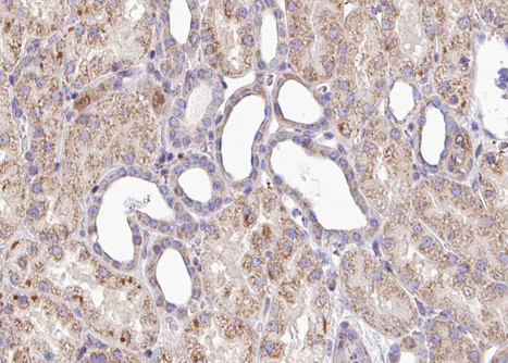 SOX9 Antibody - 1:100 staining human kidney tissue by IHC-P. The tissue was formaldehyde fixed and a heat mediated antigen retrieval step in citrate buffer was performed. The tissue was then blocked and incubated with the antibody for 1.5 hours at 22°C. An HRP conjugated goat anti-rabbit antibody was used as the secondary.