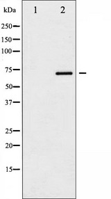 SOX9 Antibody - Western blot analysis of SOX-9 phosphorylation expression in NIH-3T3 whole cells lysates. The lane on the left is treated with the antigen-specific peptide.