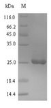 BBI Protein - (Tris-Glycine gel) Discontinuous SDS-PAGE (reduced) with 5% enrichment gel and 15% separation gel.