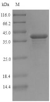 Ferritin-2, chloroplastic Protein - (Tris-Glycine gel) Discontinuous SDS-PAGE (reduced) with 5% enrichment gel and 15% separation gel.