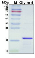 Gly m 4 Protein - SDS-PAGE under reducing conditions and visualized by Coomassie blue staining