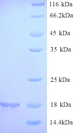 2S Albumin Protein