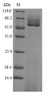 Guanine nucleotide-binding protein subunit beta-like protein Protein - (Tris-Glycine gel) Discontinuous SDS-PAGE (reduced) with 5% enrichment gel and 15% separation gel.
