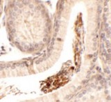 SP-2 / SPATA1 Antibody - Immunohistochemistry of SPATA1 in mouse testis tissue with SPATA1 antibody at 2.5 ug/ml.