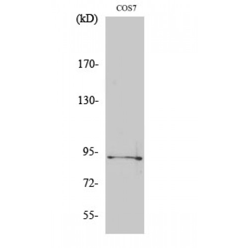 SP1 Antibody - Western blot of Phospho-Sp1 (T739) antibody