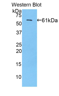 SP1 Antibody - Western blot of recombinant SP1.  This image was taken for the unconjugated form of this product. Other forms have not been tested.