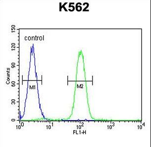 SP1 Antibody - SP1 Antibody (C-term P692) flow cytometry of K562 cells (right histogram) compared to a negative control cell (left histogram). FITC-conjugated goat-anti-rabbit secondary antibodies were used for the analysis.