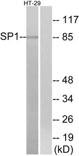 SP1 Antibody - Western blot analysis of lysates from HT-29 cells, using SP1 Antibody. The lane on the right is blocked with the synthesized peptide.
