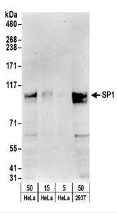 SP1 Antibody - Detection of Human SP1 by Western Blot. Samples: Whole cell lysate from HeLa (5, 15 and 50 ug), and 293T (50 ug) cells. Antibodies: Affinity purified rabbit anti-SP1 antibody used for WB at 0.1 ug/ml. Detection: Chemiluminescence with an exposure time of 3 minutes.