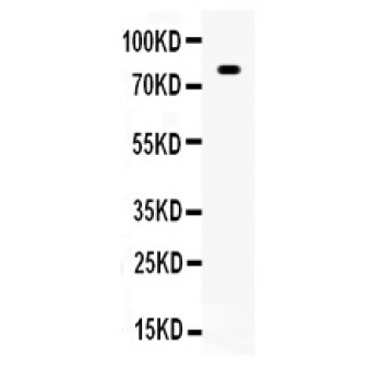 SP1 Antibody - SP1 antibody Western blot. All lanes: Anti SP1 at 0.5 ug/ml. WB: HELA Whole Cell Lysate at 40 ug. Predicted band size: 81 kD. Observed band size: 81 kD.
