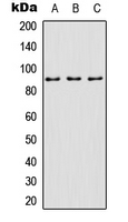 SP1 Antibody - Western blot analysis of SP1 (pT739) expression in A549 (A); K562 (B); rat muscle (C) whole cell lysates.