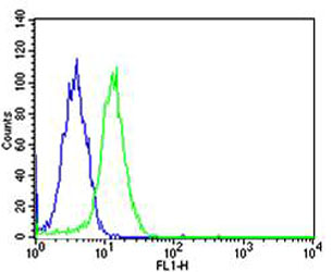 SP1 Antibody - Flow cytometric of HeLa cells with SP1 Antibody (green) compared to an isotype control of mouse IgG1 (blue). Antibody was diluted at 1:25 dilution. An Alexa Fluor 488 goat anti-mouse lgG at 1:400 dilution was used as the secondary antibody.