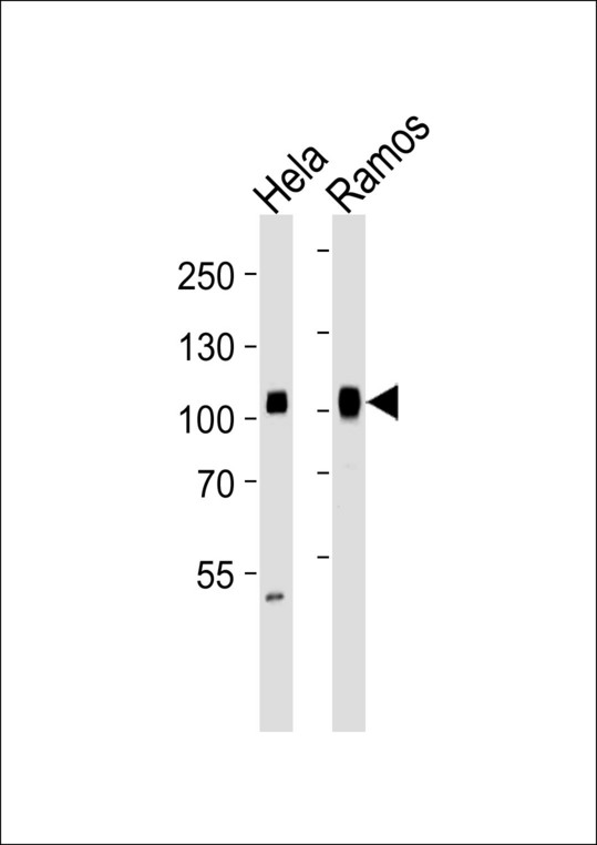 SP1 Antibody - Western blot of lysates from HeLa, Ramos cell line (from left to right) with SP1 Antibody. Antibody was diluted at 1:1000 at each lane. A goat anti-mouse IgG H&L (HRP) at 1:3000 dilution was used as the secondary antibody. Lysates at 35 ug per lane.