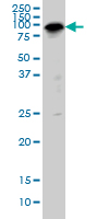 SP1 Antibody - SP1 monoclonal antibody (M01), clone 4H6 Western blot of SP1 expression in IMR-32.