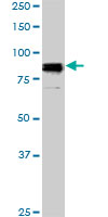 SP1 Antibody - SP1 monoclonal antibody (M01), clone 4H6. Western blot of SP1 expression in NIH/3T3.