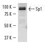 SP1 Antibody - Western blot of SP1 (G447) pAb in K-562 (A) and A-431 (B) whole cell lysates.