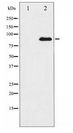 SP1 Antibody - Western blot of SP1 expression in HT29 whole cell lysates,The lane on the left is treated with the antigen-specific peptide.