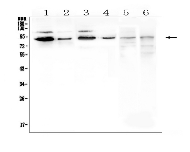 SP1 Antibody - Western blot analysis of SP1 using anti-SP1 antibody. Electrophoresis was performed on a 5-20% SDS-PAGE gel at 70V (Stacking gel) / 90V (Resolving gel) for 2-3 hours. The sample well of each lane was loaded with 50ug of sample under reducing conditions. Lane 1: human K562 whole cell lysate,Lane 2: human A549 whole cell lysate,Lane 3: human Hela whole cell lysate,Lane 4: human A431 whole cell lysate,Lane 5: rat brain tissue lysates,Lane 6: mouse brain tissue lysates. After Electrophoresis, proteins were transferred to a Nitrocellulose membrane at 150mA for 50-90 minutes. Blocked the membrane with 5% Non-fat Milk/ TBS for 1.5 hour at RT. The membrane was incubated with rabbit anti-SP1 antigen affinity purified polyclonal antibody at 0.5 µg/mL overnight at 4°C, then washed with TBS-0.1% Tween 3 times with 5 minutes each and probed with a goat anti-rabbit IgG-HRP secondary antibody at a dilution of 1:10000 for 1.5 hour at RT. The signal is developed using an Enhanced Chemiluminescent detection (ECL) kit with Tanon 5200 system. A specific band was detected for SP1 at approximately 90KD. The expected band size for SP1 is at 81KD.