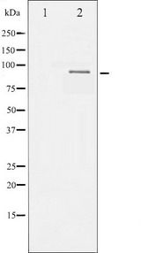 SP1 Antibody - Western blot analysis of SP1 phosphorylation expression in A549 whole cells lysates. The lane on the left is treated with the antigen-specific peptide.