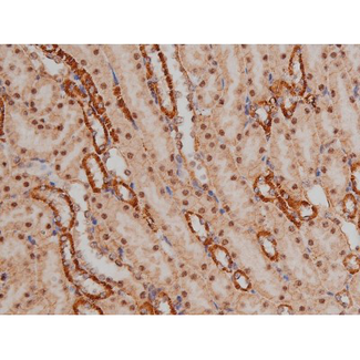 SP1 Antibody - 1:200 staining mouse kidney tissue by IHC-P. The tissue was formaldehyde fixed and a heat mediated antigen retrieval step in citrate buffer was performed. The tissue was then blocked and incubated with the antibody for 1.5 hours at 22°C. An HRP conjugated goat anti-rabbit antibody was used as the secondary.