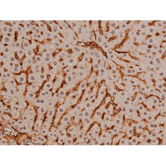 SP1 Antibody - 1:200 staining mouse liver tissue by IHC-P. The tissue was formaldehyde fixed and a heat mediated antigen retrieval step in citrate buffer was performed. The tissue was then blocked and incubated with the antibody for 1.5 hours at 22°C. An HRP conjugated goat anti-rabbit antibody was used as the secondary.
