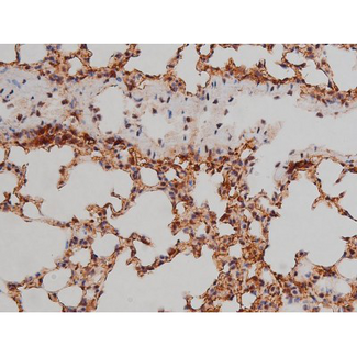 SP1 Antibody - 1:200 staining mouse lung tissue by IHC-P. The tissue was formaldehyde fixed and a heat mediated antigen retrieval step in citrate buffer was performed. The tissue was then blocked and incubated with the antibody for 1.5 hours at 22°C. An HRP conjugated goat anti-rabbit antibody was used as the secondary.