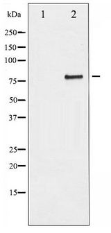 SP1 Antibody - Western blot of SP1 phosphorylation expression in serum treated COS7 whole cell lysates,The lane on the left is treated with the antigen-specific peptide.
