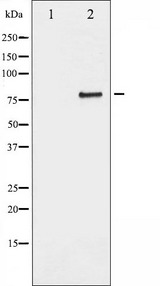 SP1 Antibody - Western blot analysis of SP1 phosphorylation expression in serum treated COS7 whole cells lysates. The lane on the left is treated with the antigen-specific peptide.