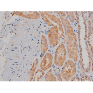 SP1 Antibody - 1:200 staining human kidney tissue by IHC-P. The tissue was formaldehyde fixed and a heat mediated antigen retrieval step in citrate buffer was performed. The tissue was then blocked and incubated with the antibody for 1.5 hours at 22°C. An HRP conjugated goat anti-rabbit antibody was used as the secondary.