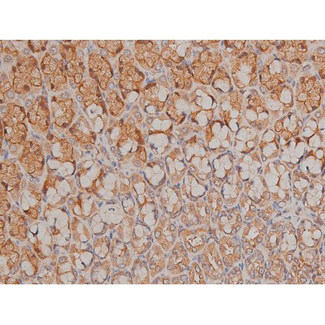 SP1 Antibody - 1:200 staining rat ganstric tissue by IHC-P. The tissue was formaldehyde fixed and a heat mediated antigen retrieval step in citrate buffer was performed. The tissue was then blocked and incubated with the antibody for 1.5 hours at 22°C. An HRP conjugated goat anti-rabbit antibody was used as the secondary.