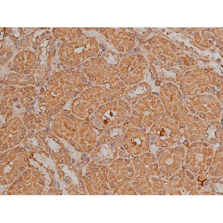 SP1 Antibody - 1:200 staining rat kidney tissue by IHC-P. The tissue was formaldehyde fixed and a heat mediated antigen retrieval step in citrate buffer was performed. The tissue was then blocked and incubated with the antibody for 1.5 hours at 22°C. An HRP conjugated goat anti-rabbit antibody was used as the secondary.