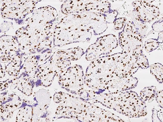 SP100 Antibody - Immunochemical staining of human SP100 in human placenta with rabbit polyclonal antibody at 1:500 dilution, formalin-fixed paraffin embedded sections.