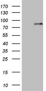 SP110 Antibody - HEK293T cells were transfected with the pCMV6-ENTRY control (Left lane) or pCMV6-ENTRY SP110 (Right lane) cDNA for 48 hrs and lysed. Equivalent amounts of cell lysates (5 ug per lane) were separated by SDS-PAGE and immunoblotted with anti-SP110.