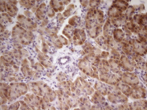 SP110 Antibody - Immunohistochemical staining of paraffin-embedded Human pancreas tissue within the normal limits using anti-SP110 mouse monoclonal antibody. (Heat-induced epitope retrieval by 1 mM EDTA in 10mM Tris, pH8.5, 120C for 3min,